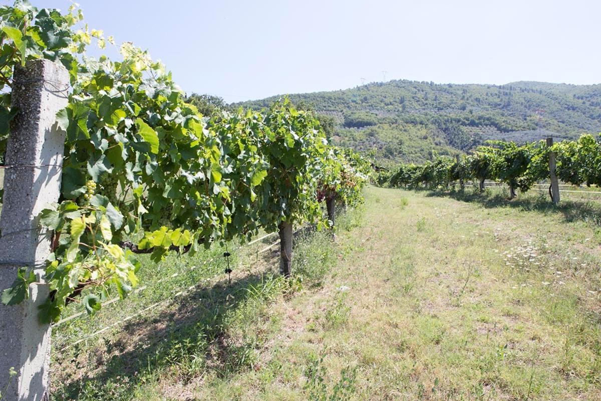Agriturismo I Melograni Ferentillo Eksteriør billede