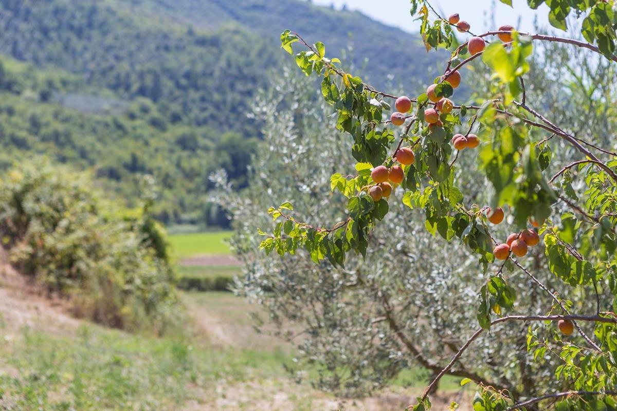Agriturismo I Melograni Ferentillo Eksteriør billede